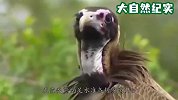 秃鹫抢食河马尸体，下一秒“死神”降临，这下秃鹫要遭殃了！