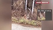 网友大兴安岭自驾游偶遇野生猞猁，看到车经过也不躲开