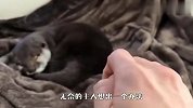 水獭熟睡主人怎么叫都不醒，放上几个零食后，下一秒笑翻了