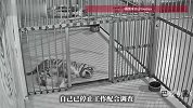 网红小老虎死亡被隐瞒，网友质疑投喂资金去向，涉事动物园园长发声