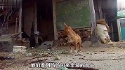 一只不起眼的土狗，背后隐藏的秘密太多，简直不可思议！