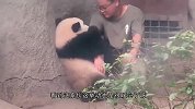 饲养员教熊猫宝宝骑木马，场面搞笑，饲养员-真是我带过最差的一届！