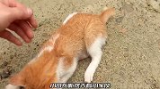 好可怜的一只猫咪，却因为误食了一条鱼，而险些失去了生命