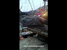 青岛渔民休渔期捞到鲸鲨：已死亡