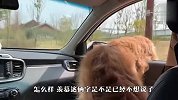 金毛非要坐在副驾驶，铲屎官差点崩溃了，看完忍住别笑