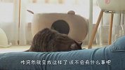 铲屎官躺在地上一动不动，猫咪们会见死不救吗？结局扎心了