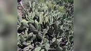 疼！仙人掌专治各种不服