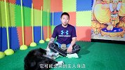 为什么你的爱犬叫不回来？【家有汪星人】第8集