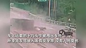 轿车错过出口违法变道，后方货车侧翻起火，十几头牛被甩出车外