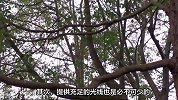 香樟树的养殖方法和注意事项