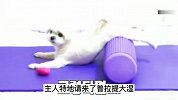 狗狗竟是瑜伽大师