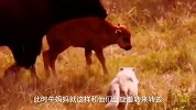 狼群撕咬野牛幼崽，妈妈不顾一切誓死保护自己的孩子，太伟大了