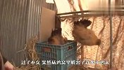 4只母鸡挤在鸡窝里不肯离开，主人把鸡抓出来一看，心里乐开了花