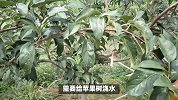 苹果树的养殖方法和注意事项