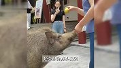 300斤野猪走红网络！义工：游客递来苹果，它就会点头回应