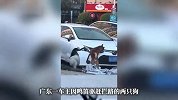 路边停放的轿车遭遇暴击，两只狗疯狂拆车！