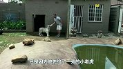 养了多年的宠物狮子突然伤人，主人立马上前阻止，可惜太晚了