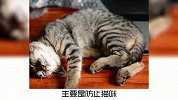 宠物冷知识，猫咪居然也有小肚腩？奇怪的知识又增加了