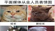 视频全景展现猫版平媒编辑搞笑表情