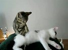 猫小弟给猫老大按摩 按得不好就挨揍