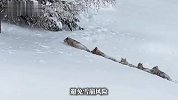 摄影师在新疆拍到“狼群在头狼的带领下拱雪前行”