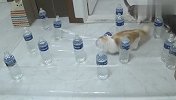 主人摆下矿泉水大阵，猫咪能成功通过吗？结局笑爆了