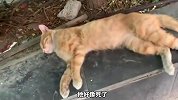 猫咪在家里睡成这样，差点以为嘎了？