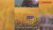 广西一农田水稻被游客肆意踩踏拍照，村民立牌提醒未果