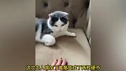 盘点小猫咪的11个有趣瞬间，小主人我再也不犯错了