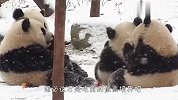 吃货熊猫上线了！睡觉都在流口水，看完忍住别笑