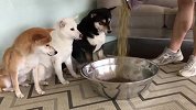主人准备了一大盆狗粮，柴犬会是啥反应？看完忍住别笑