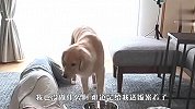 主人刚端来食物突然倒地，金毛会怎么做？结局要被暖哭了