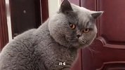 猫：没事儿干别总烦我，给你一眼神儿自己体会