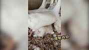 太爆笑了，山东老师偷看大鹅产蛋，配音爆笑