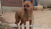 母狗突然离家出走，住到村边的土洞中，真相太感人！