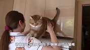 成精黑猫恶趣味 每天以吓白猫为乐，太皮了