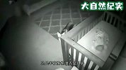 狼狗半夜潜入婴儿房，母亲调出监控，查看后瞬间泪崩！