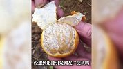 女子开出“隐藏款”蓝皮皇帝柑！内壁有灰蓝色斑块：能吃，但口味些许不同