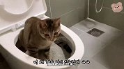 铲屎官将一大包猫砂，直接倒进马桶里，小猫咪看的一愣一愣