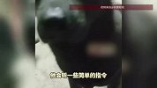 狗狗家门口被路过小车用铁丝套走，监控记录全过程不到5秒