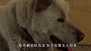 癌症狗狗不知道自己被抛弃，一直苦苦等待主人，看完泪目了
