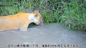 非洲大草原日常，母狮带着一群小狮子过河！