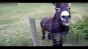 爆笑！叫声超可爱的驴子