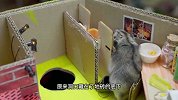 小仓鼠挑战彩虹金字塔迷宫，钻进厨房就走不动道了，能挑战成功吗