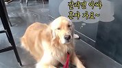 嘴馋金毛赖在甜品店不走，非要主人给它买吃的，场面笑爆了