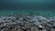 十万只螃蟹聚集在一起，突然一只黄貂鱼游了过来，下一秒死伤无数
