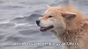 流浪狗在海边守了3年，只为等主人回来，真相让人泪目
