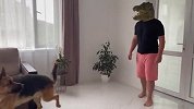 主人戴鳄鱼头套吓唬德牧，狗子看后啥反应？差点笑到肚子疼
