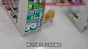 两小狗去药店偷药，其中一只还会打掩护，网友：偷咽炎片是嗓子叫哑了吗