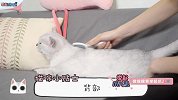 猫咪梳毛宝典！【举起爪儿来】 